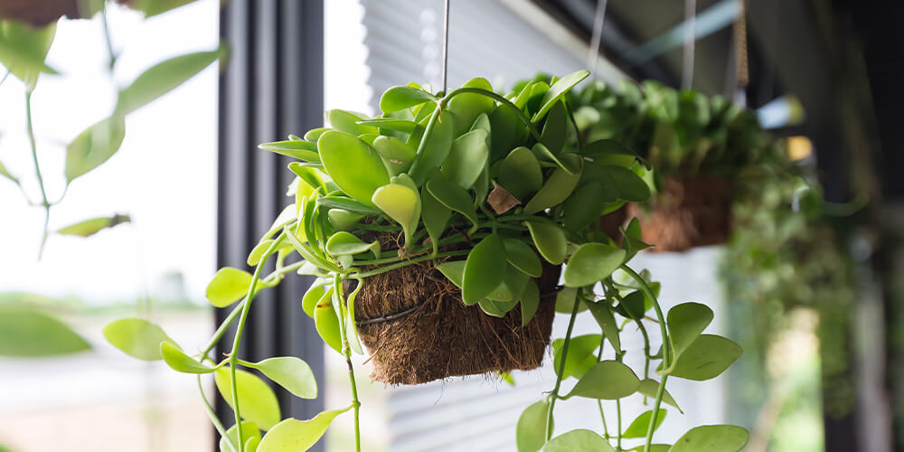 plant pots for hanging plants