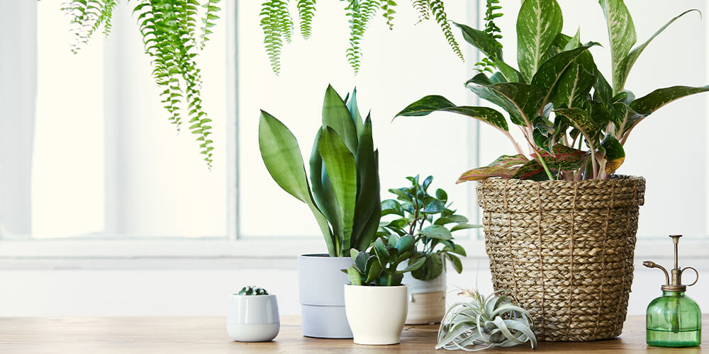 Plant pots for your home