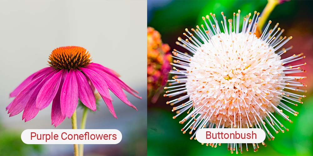 Purple Coneflower and Buttonbush