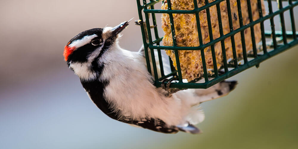 Suet bird feeder