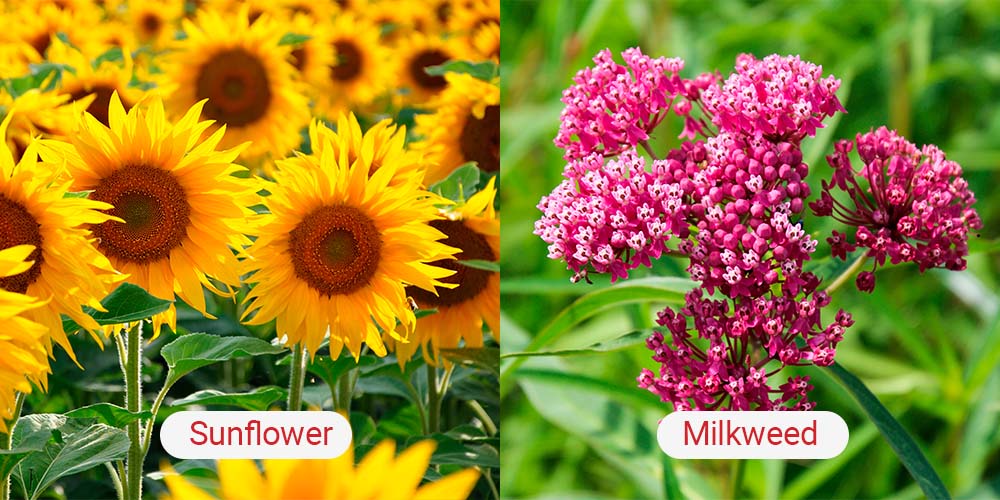 Sunflowers  and Milkweed