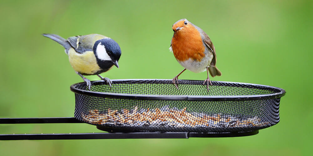 Tray Bird Feeder