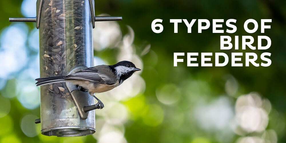 Types-of-bird-feeders