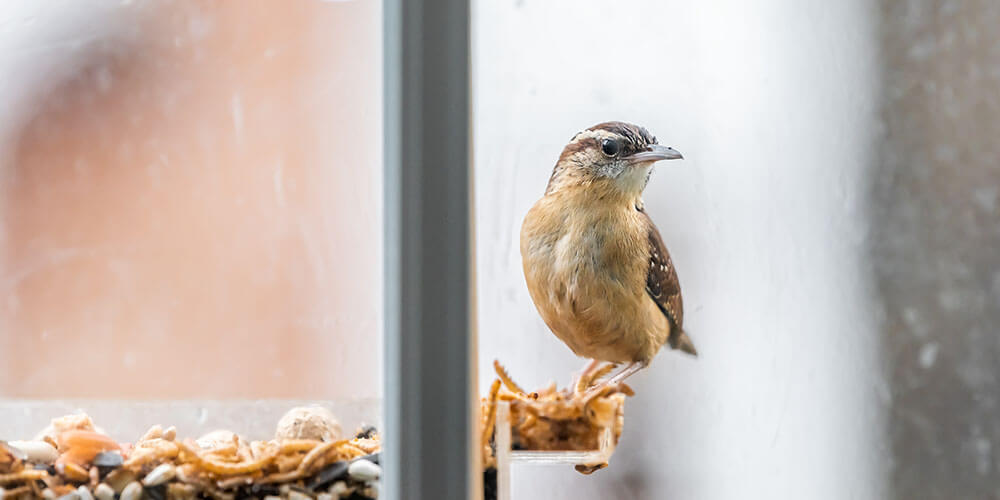 Window Bird Feeder