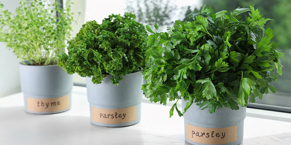 Windowsill Herb Garden