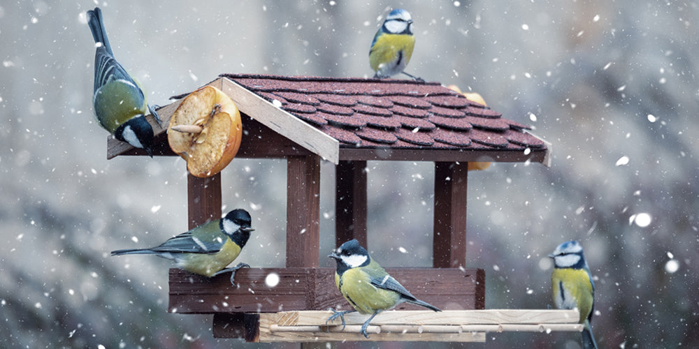 A Guide to Winter Bird Feeding - Max Warehouse