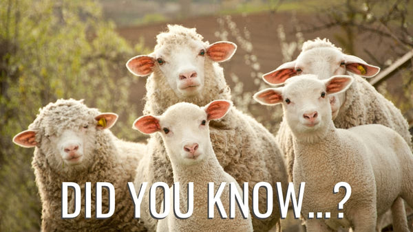 British Lamb Fun Facts