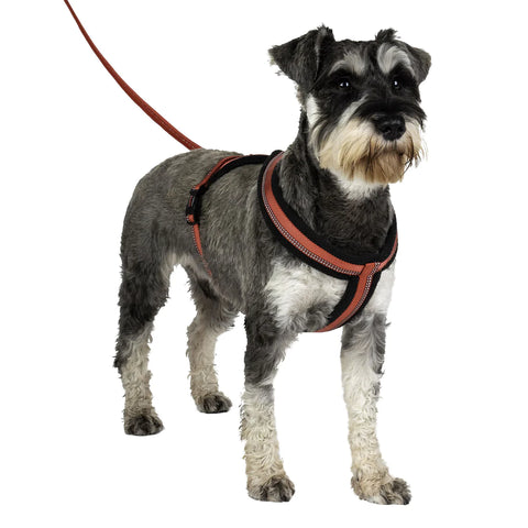 Dog wearing Halti Comfy Harness against a white background