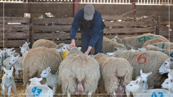 Farmer tending to a flock of sheep