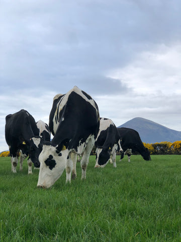 Cattle grazing on Anna Truesdale's Farm