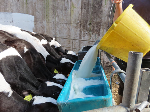 Calves drinking milk from a yellow bucket on farm