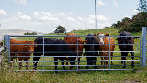A herd of six cows standing behind a farm gate.