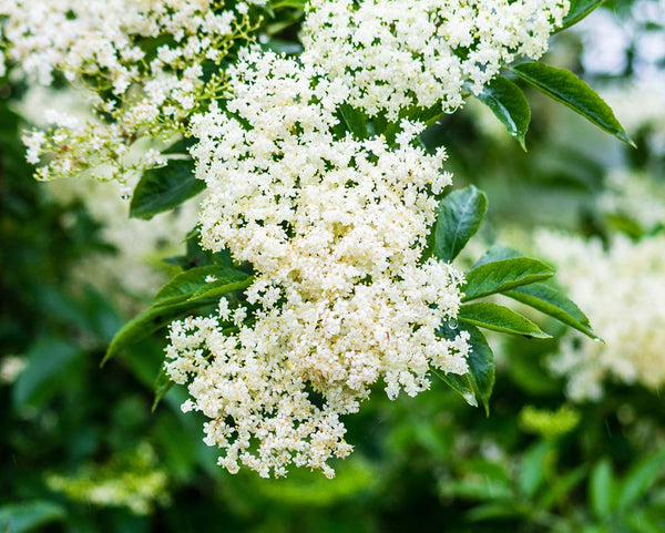 Elderflower plant