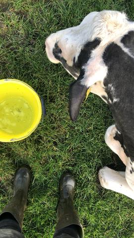 Cow, wellies, and yellow bucket on grass