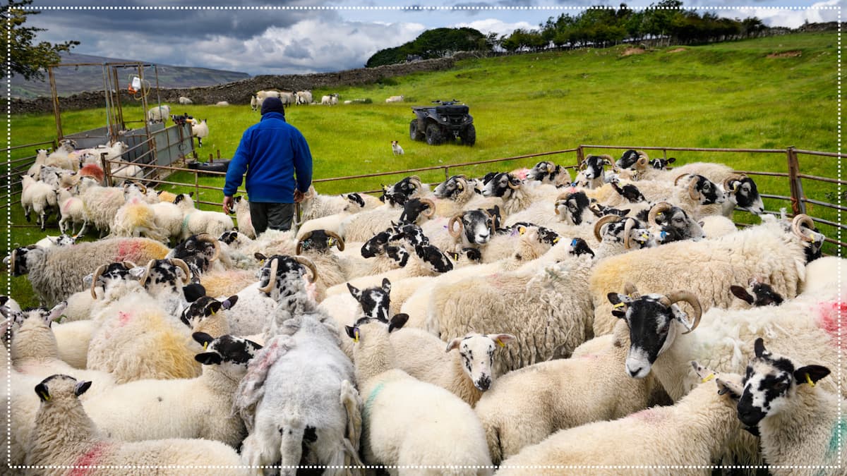 Farmer leading sheep out of gate on a farm