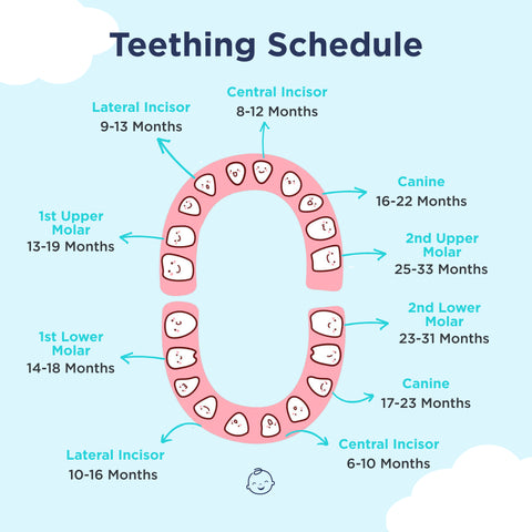 Baby teething schedule chart