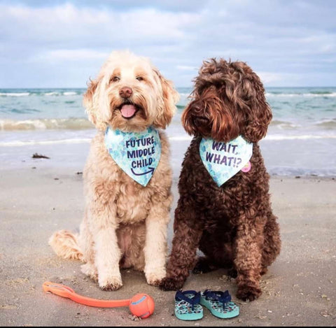 Dogs in a beach pregnancy announcement