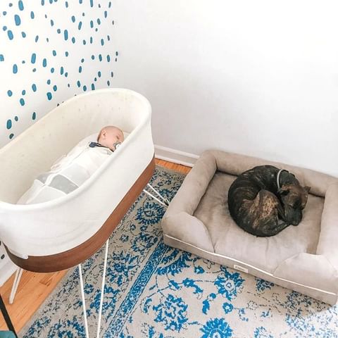 Baby sleeping in a SNOO smart sleeper in a nursery that has a blue polka dot wall and a blue and white floral rug. A dog naps next to the bassinet in a dog bed.