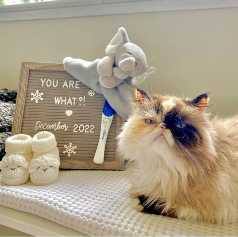 Angry looking long-haired cat poses next to a letterboard announcing a pregnancy