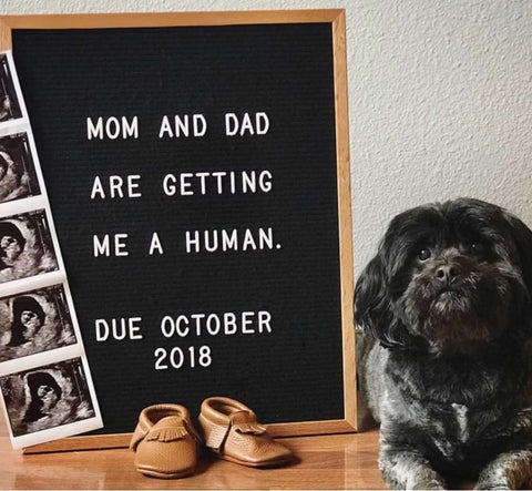 A black dog poses next to a letterboard pregnancy announcement