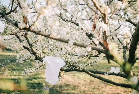 Mother's Day pregnancy announcement featuring a white baby onesie hanging from the branches a flowering tree