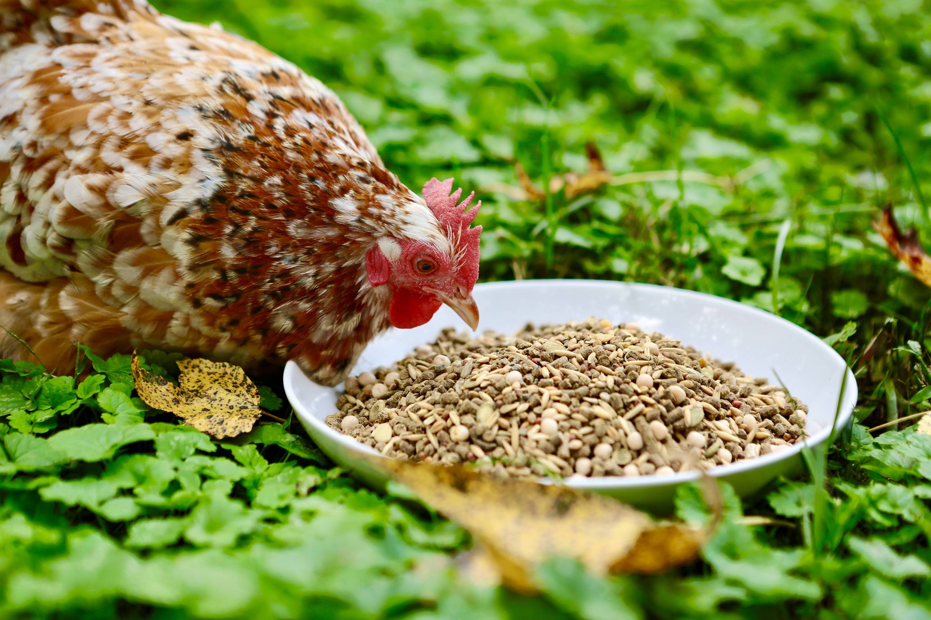 chicken eating images