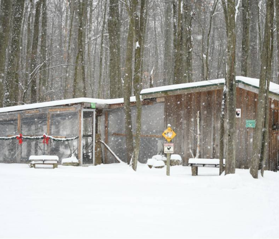 Winter Chicken Coop Preparation