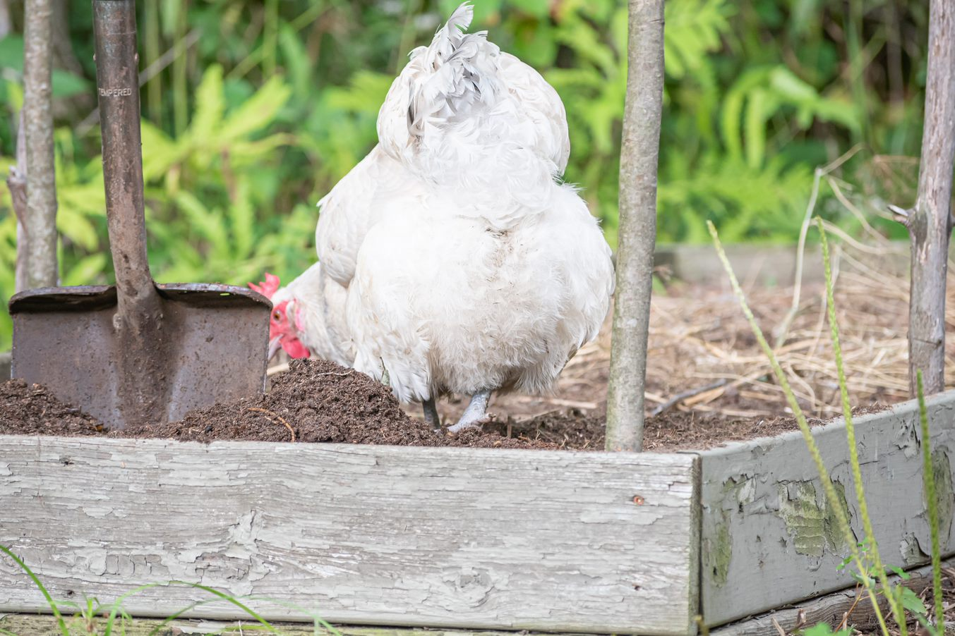 Guide to Composting with Chicken Manure