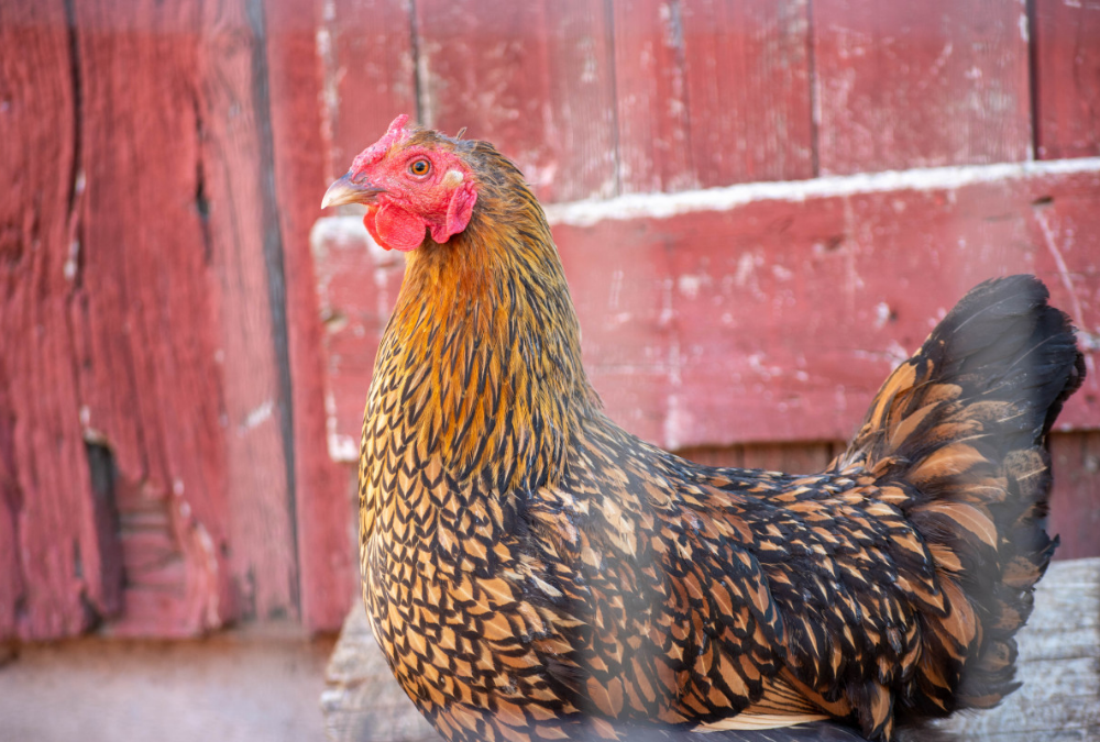 Is Wooden Breast syndrome simply another name for Chicken