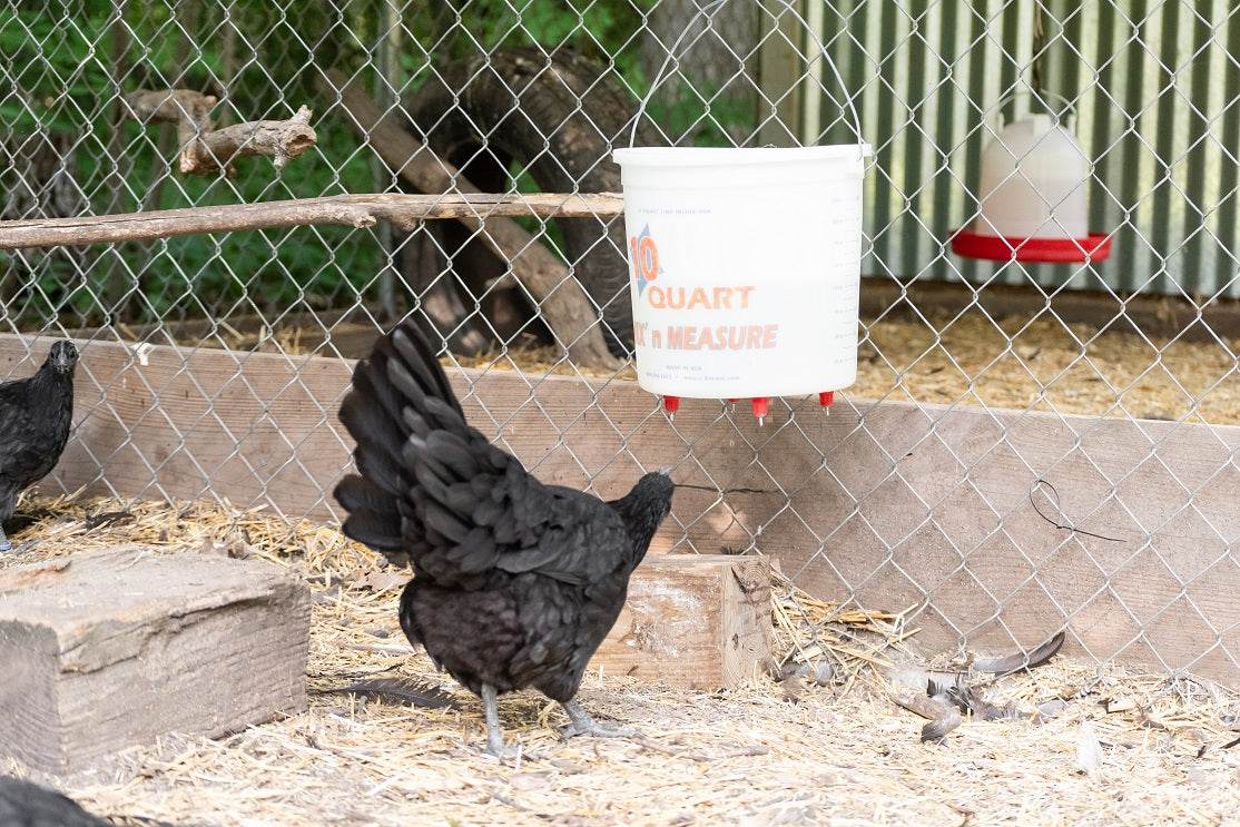 Small Flock Chicken Feeder/Waterer Set - My Pet Chicken