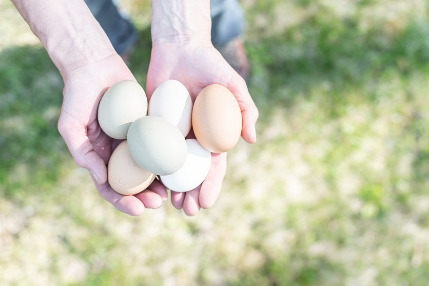 5 Tips to Ensure Clean Eggs - Grit