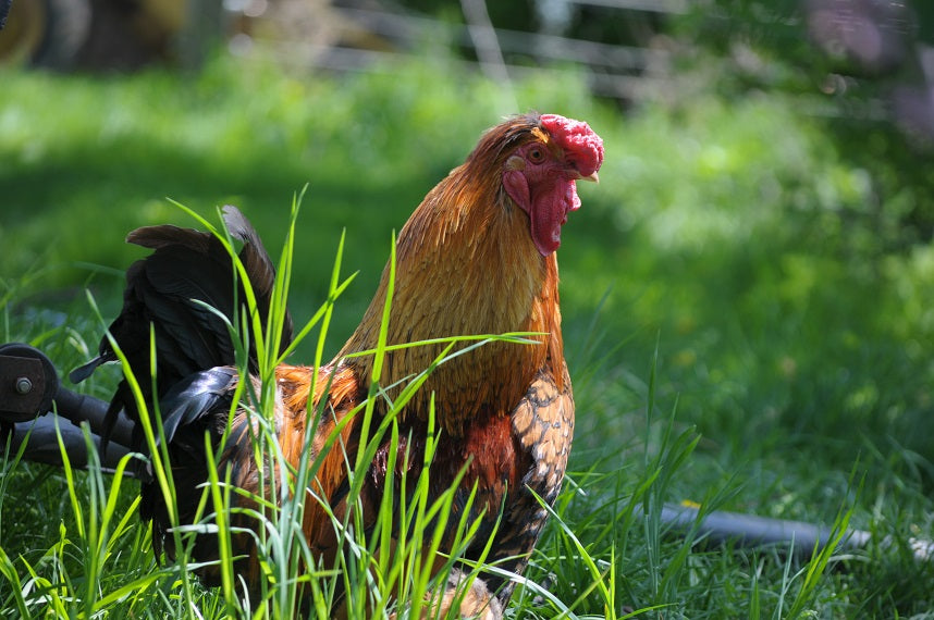 Top 10 Favorite Backyard Chicken Breeds