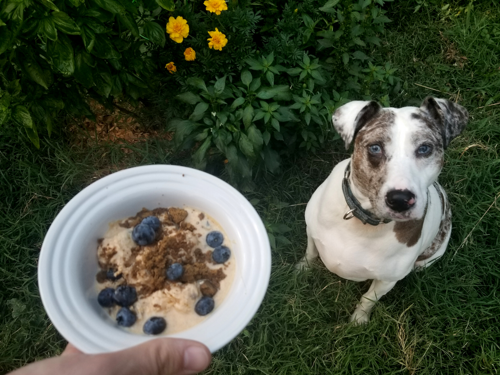 dog popsicle recipes peanut butter