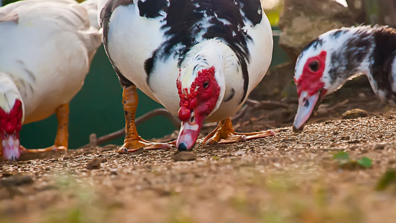 duck with human teeth