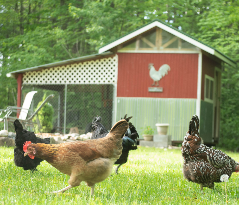 Five Tips for Free-Ranging Chickens | Grubbly Farms