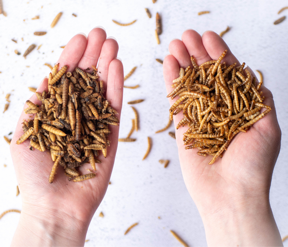 Mealworms vs. Black Soldier Fly Larvae