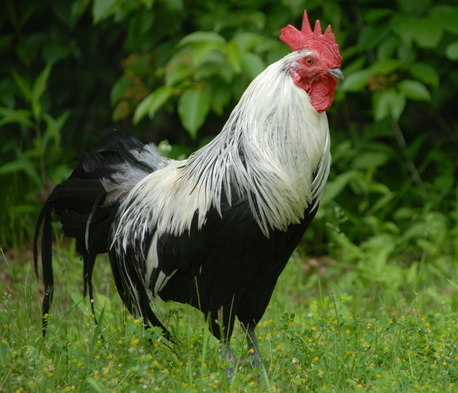 My rooster's feathers are turning white  BackYard Chickens - Learn How to  Raise Chickens