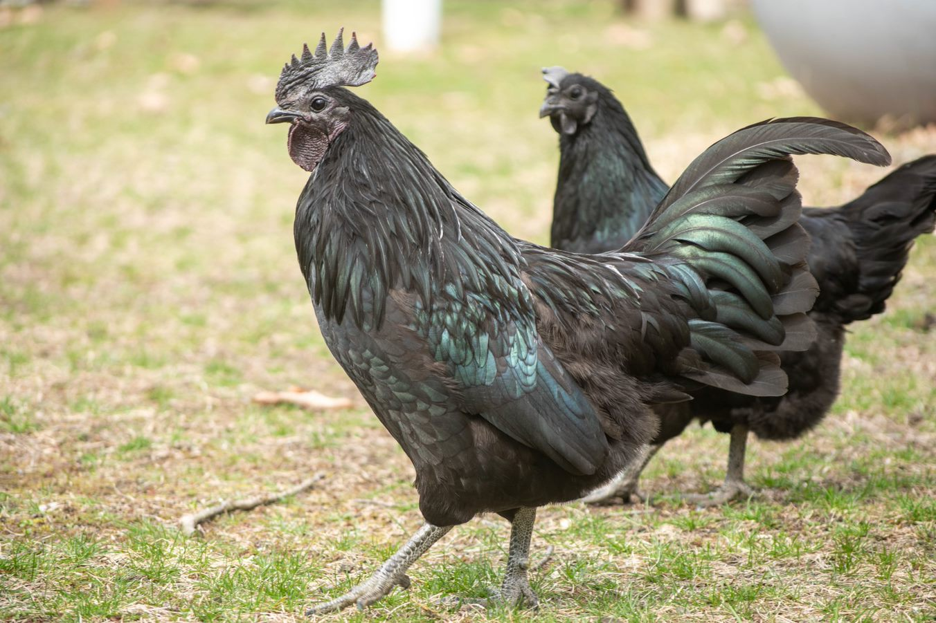 ornamental chicken breeds