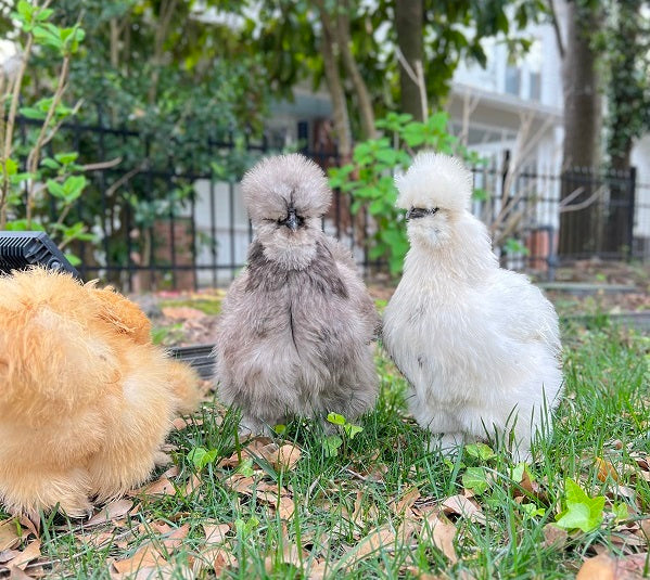 What Breed is our Green Legged White Chicken