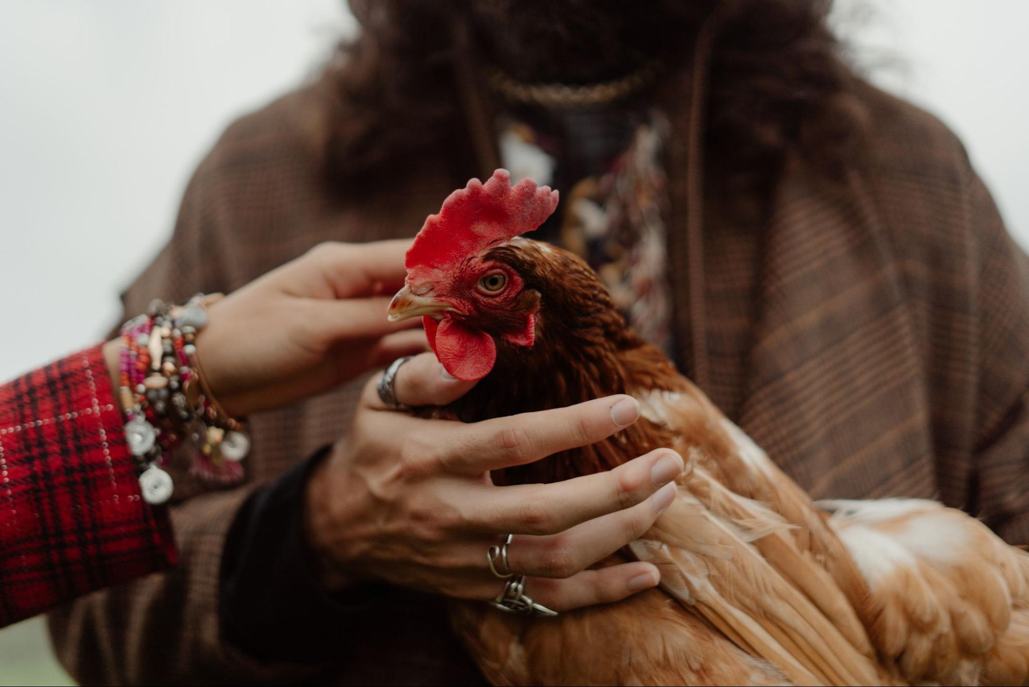 How do you catch a rooster? : r/chickens