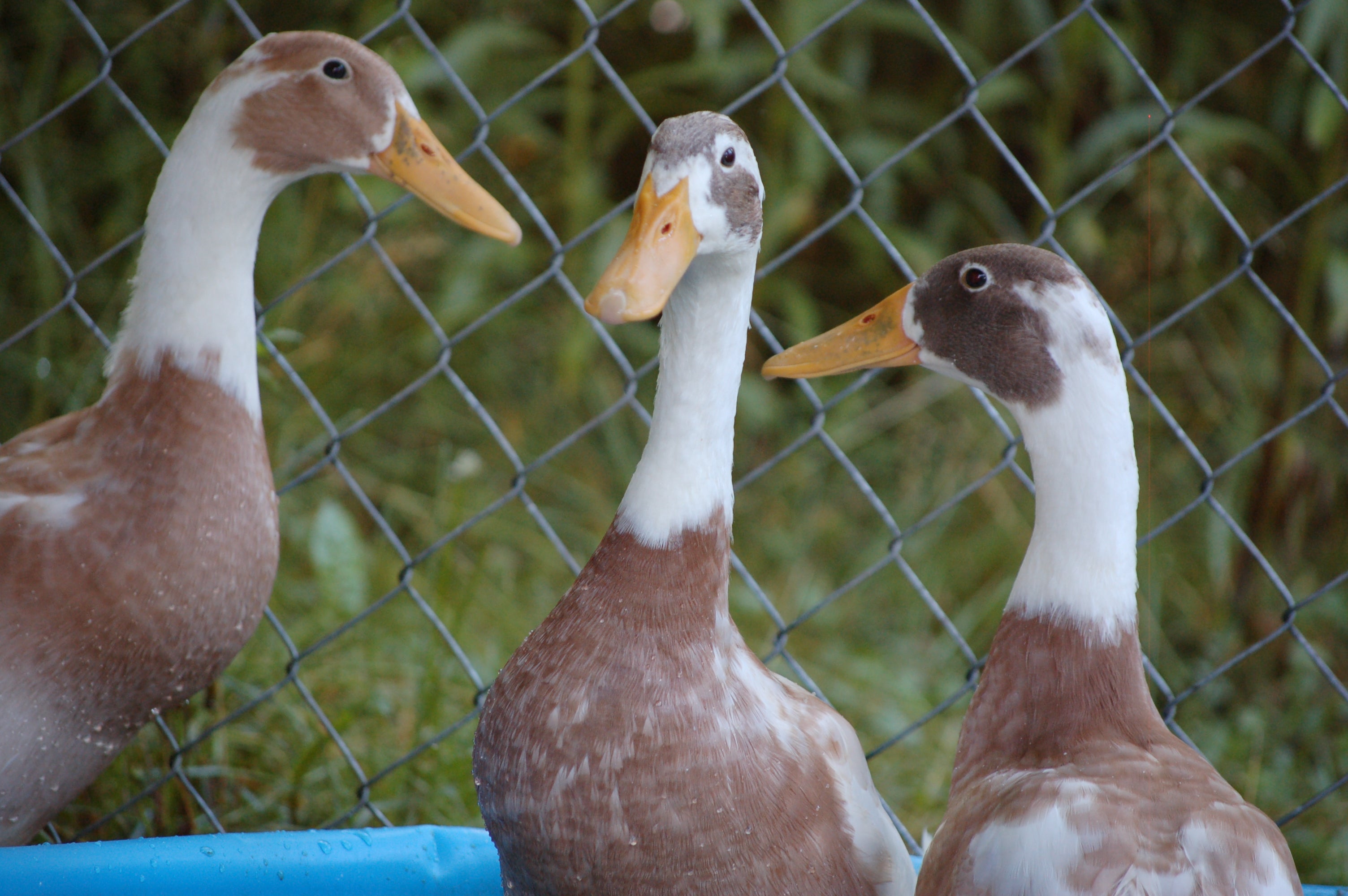 All About Heavy Goose Breeds - Backyard Poultry