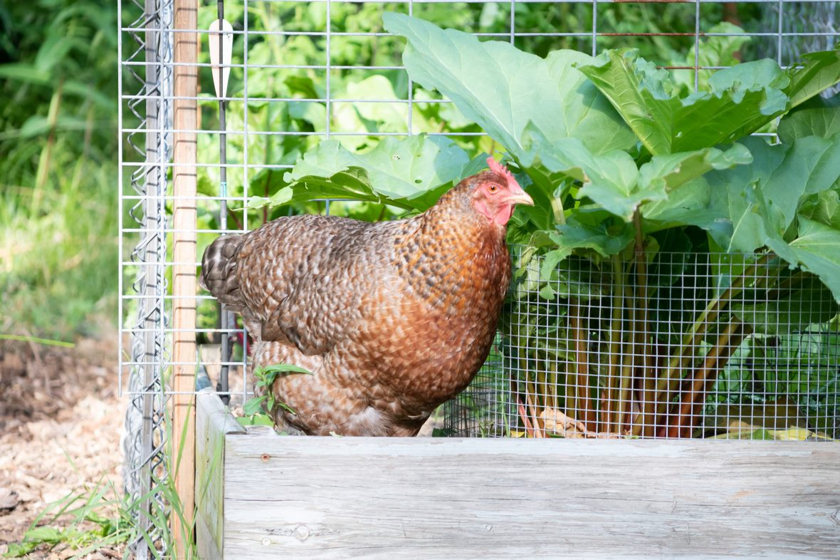 Easy Tips For Free-Ranging Your Backyard Chickens