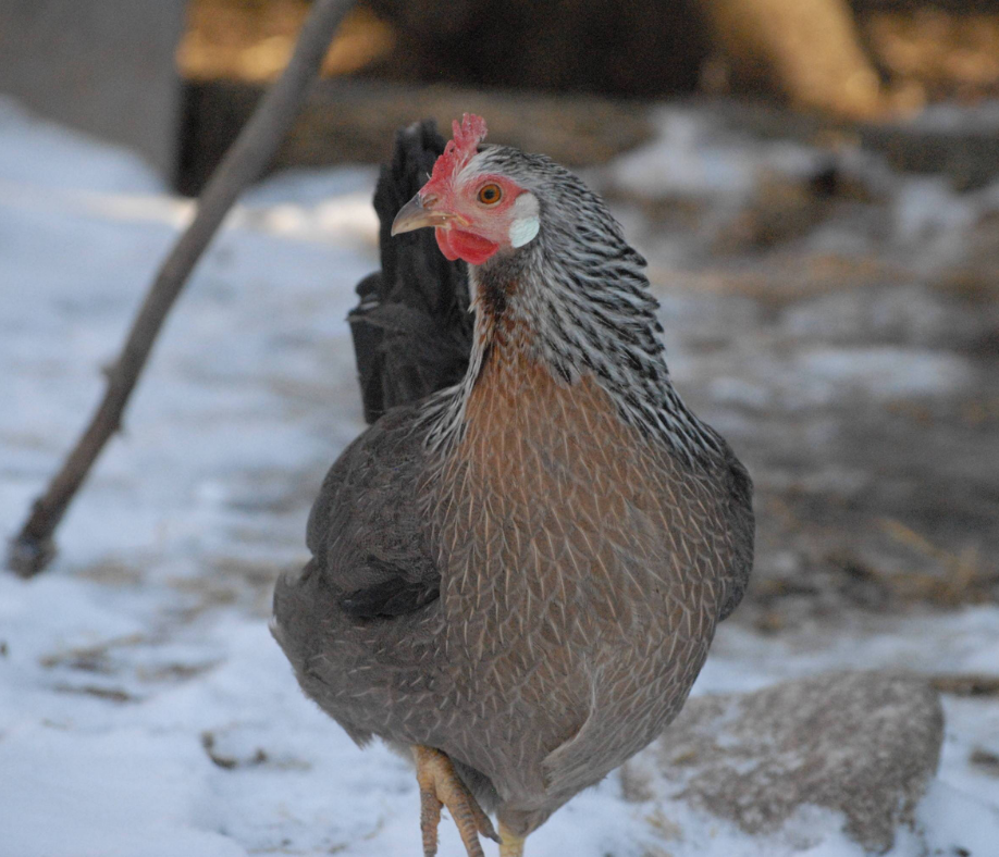 5 Steps to Winterize Your Chicken Coop