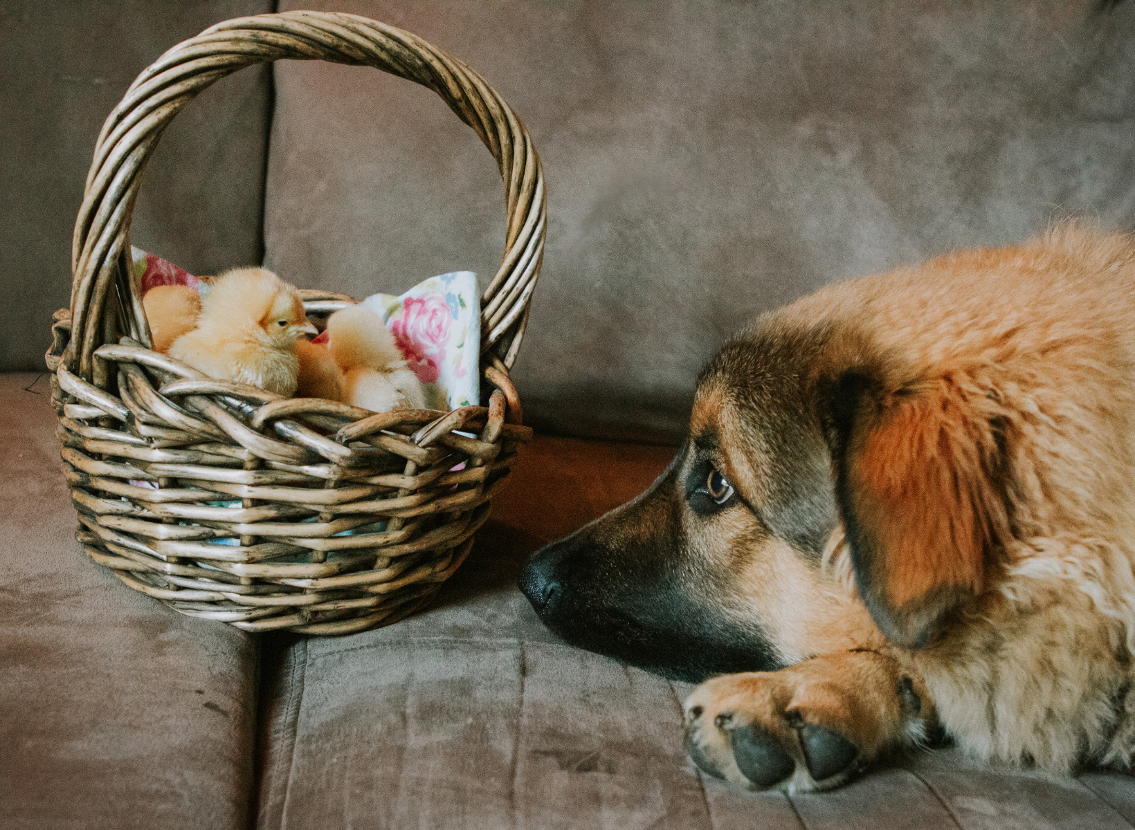 New Puppy Dog Gift Basket - Paws Place