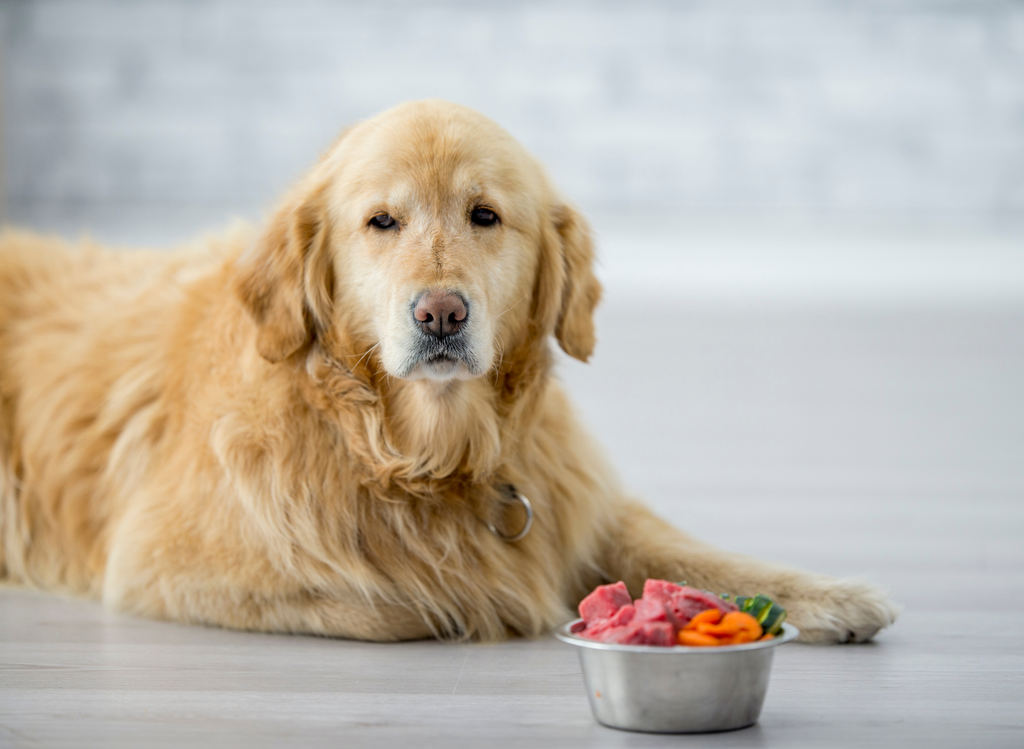 what is a healthy dog diet