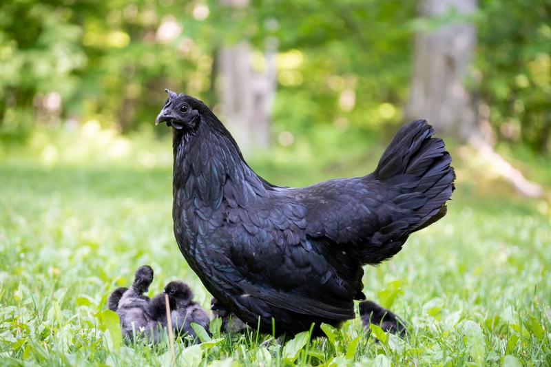 How To Introduce Chicks And New Chickens To Your Flock 