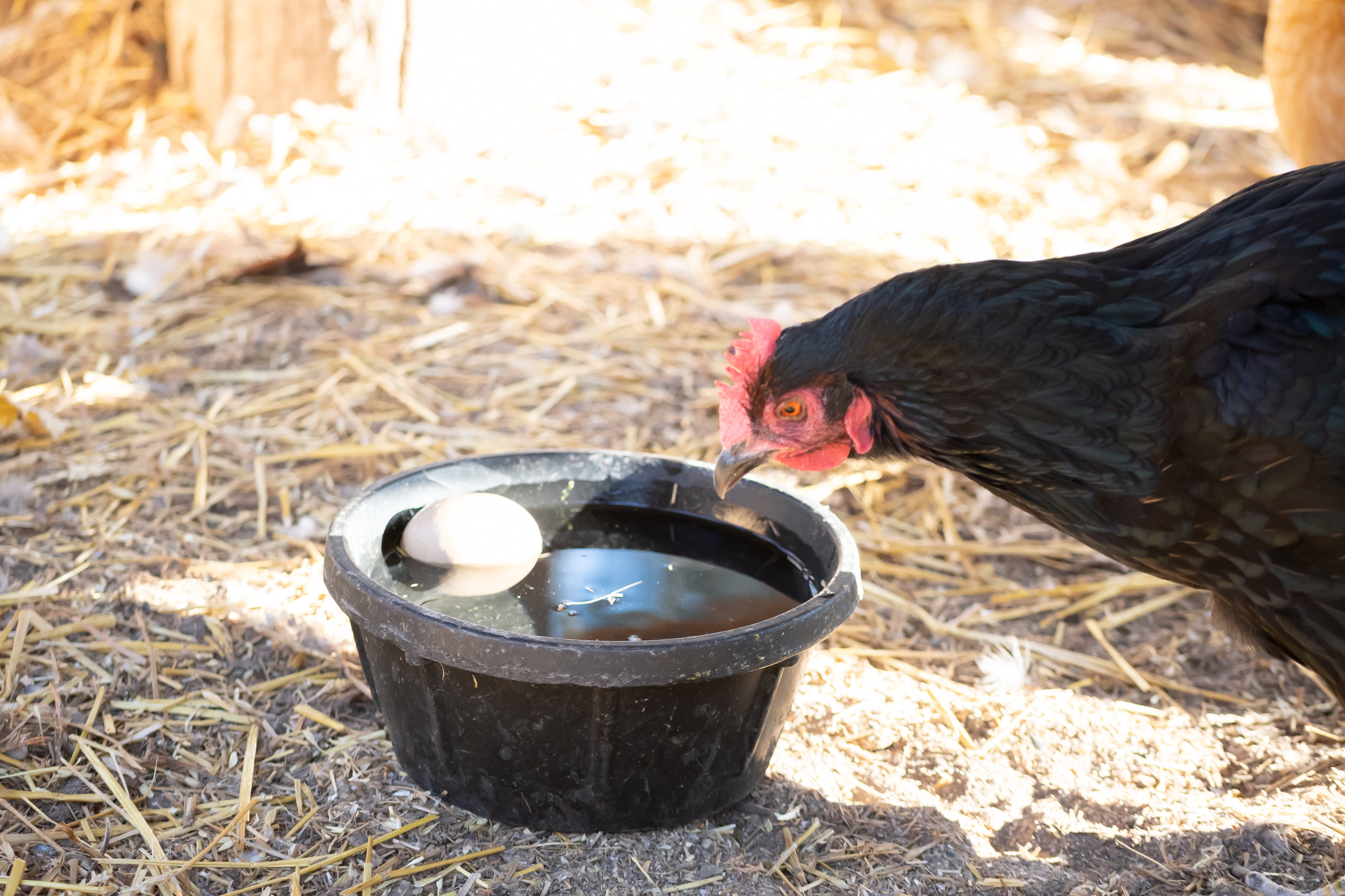 https://cdn.shopify.com/s/files/1/1407/3744/articles/keep_your_chickens_water_from_freezing_black_bowl.jpg?v=1640626582