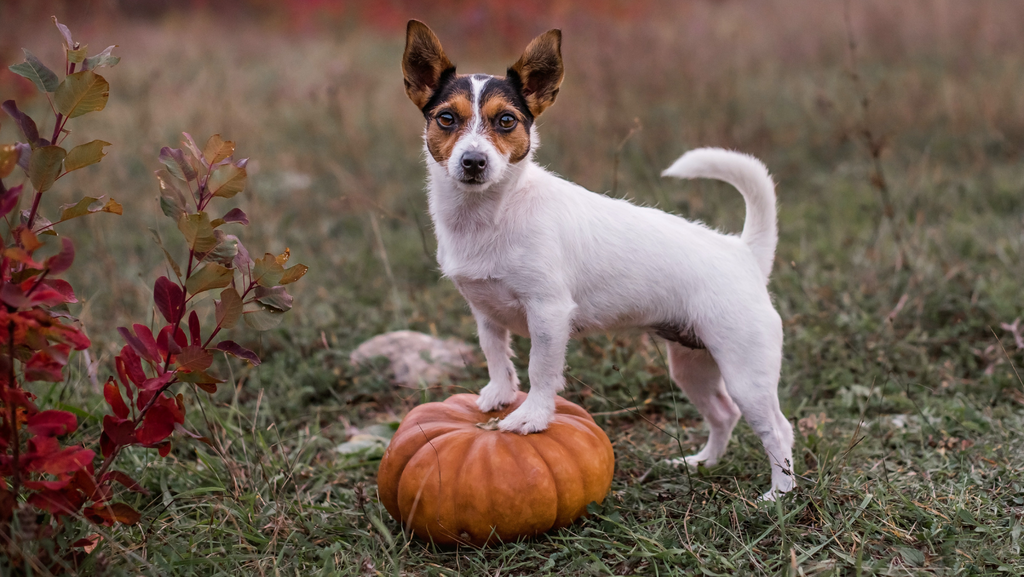 how do you treat constipation in dogs pumpkin