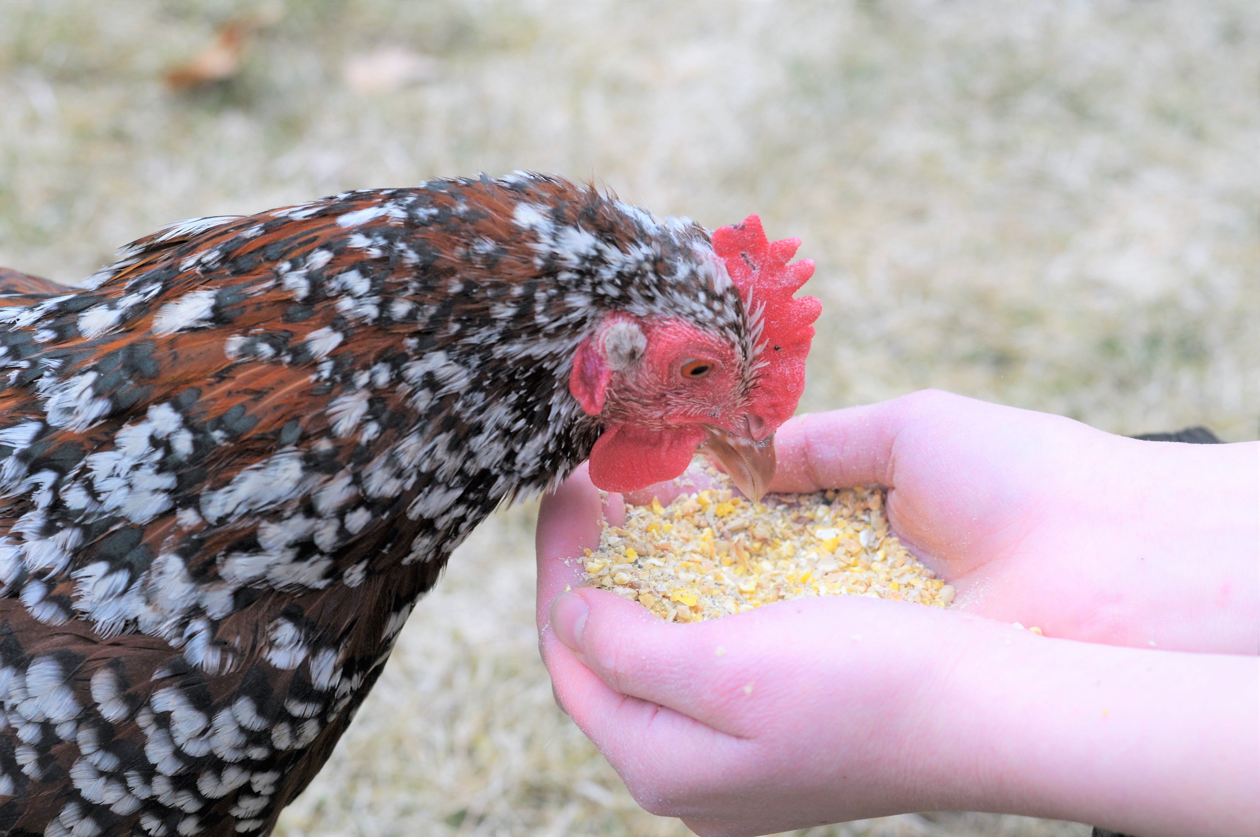 chicken eating images