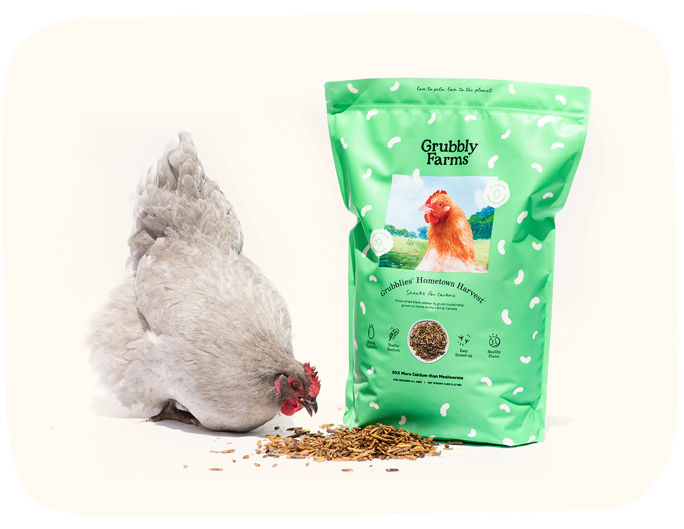 A chicken pecking at grains next to a bag of chicken feed.
